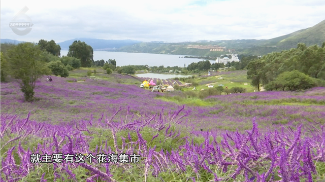 阳宗海云端花海绽放，满眼紫色好浪漫