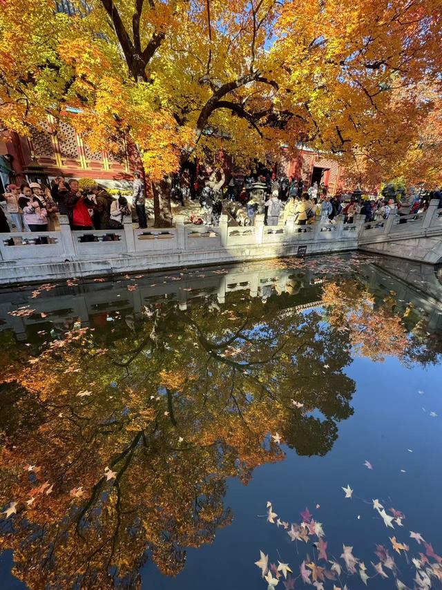 超出片，秋日氛围感拉满！香山彩叶变色率已达60%