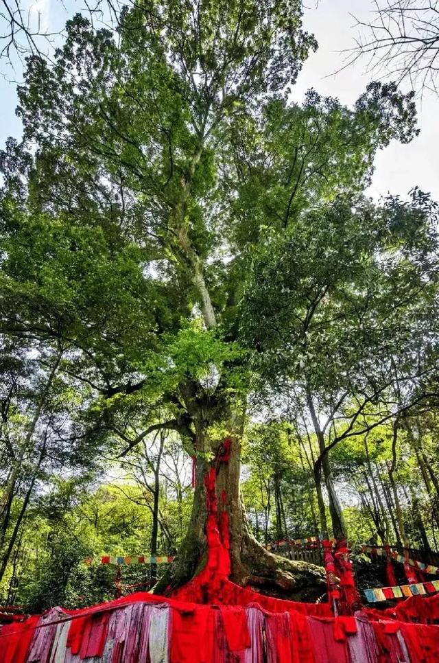 成都2h深入避世秘境，千年红豆树+彩色崖刻，徒步走起！