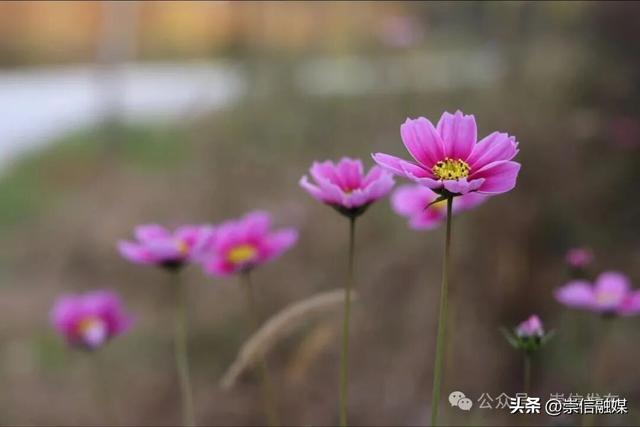 初冬汭河，摇曳一岸诗意时光