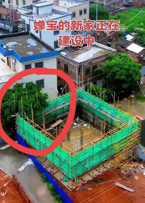全红婵家建房再受阻后续！越界大树“挡路”不让砍，邻居终于妥协