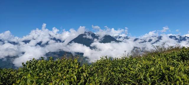 比格林童话更美！墨脱这个村坐拥雪山茶园秘境