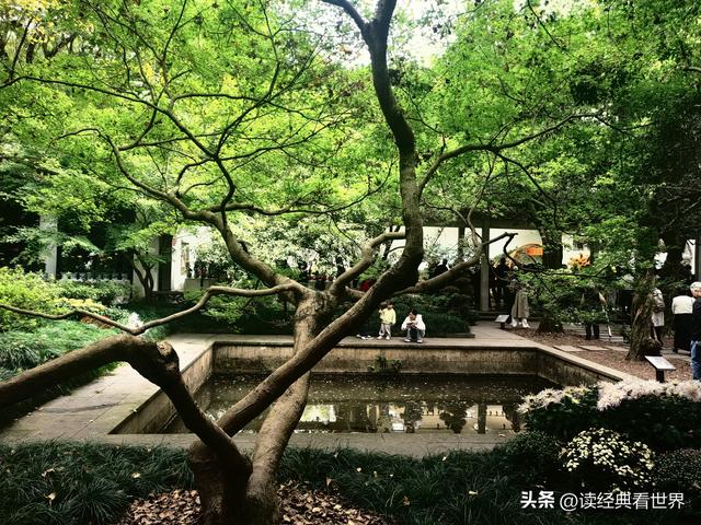 杭州植物园的菊花展——一场关于菊花的饕餮盛宴（一）