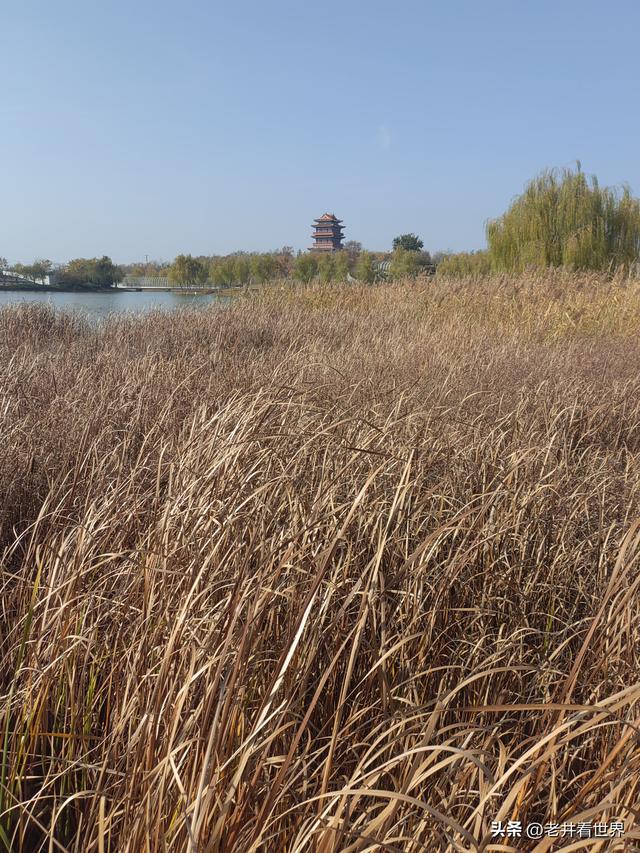 初冬游凤凰公园 || 王留记