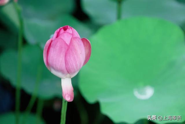 海边藏了片宋朝荷花？收下这份“荷”风亲笔的清凉请柬→