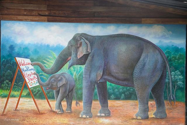 兰纳水灯节疗愈之旅，泰国清道大象训练中心｜和大象做朋友的一天