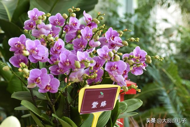 植物园迎春花展免费开放