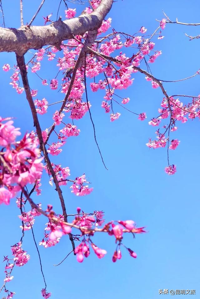 美炸！美炸！全国裹貂我赏樱！昆明最全冬樱赏花攻略来了，周末快冲~