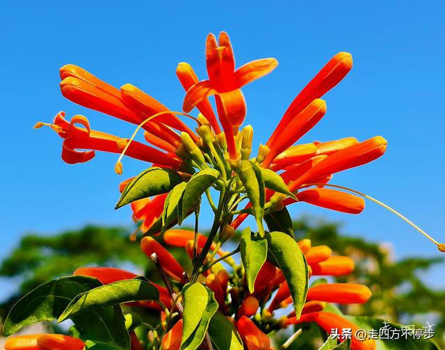 午间邂逅浓浓春意——深圳香蜜公园炮仗花开