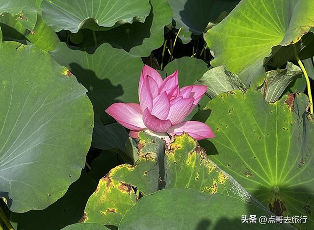 成都高端公园，被严重低估，人称“小三亚”，地铁公交车直达！