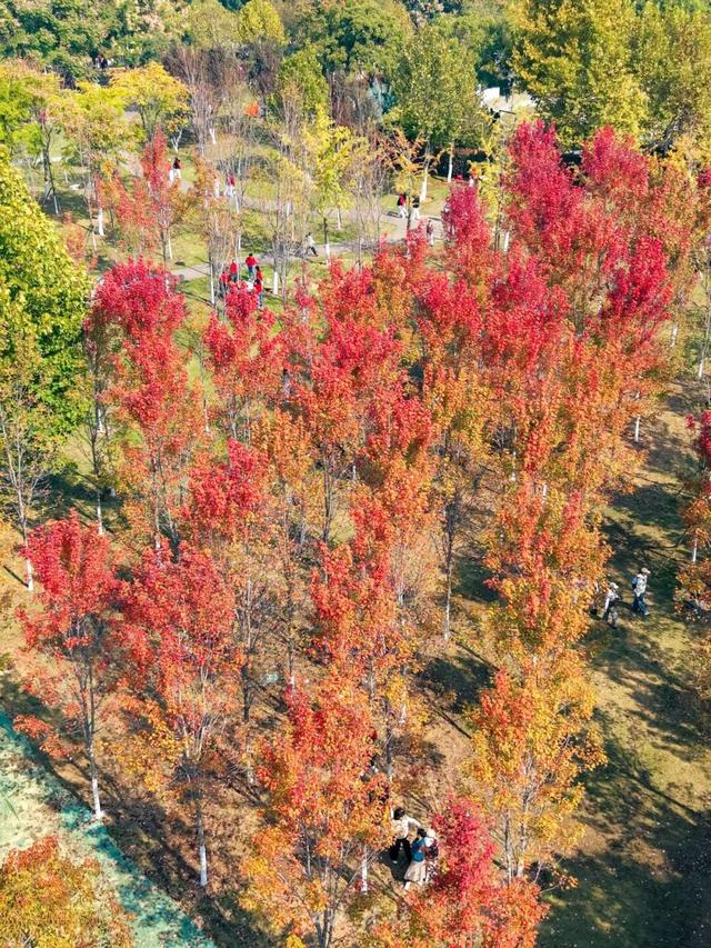 太出片了！这里的枫叶红了，乌桕美了！网友：原来武汉的秋天这么多情！