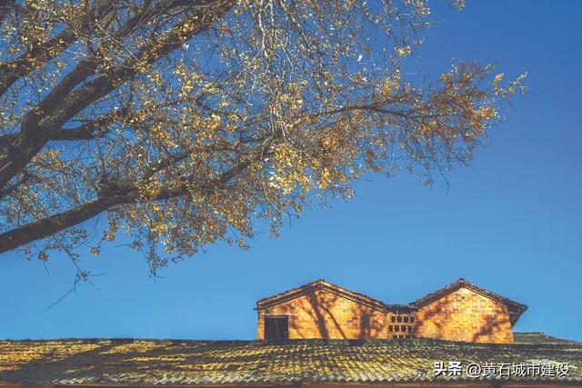 最大1600岁!黄石这几棵银杏王 你都打卡了吗?