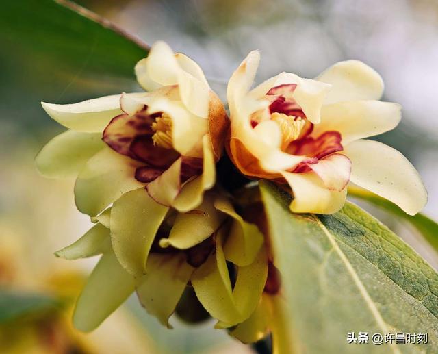 许昌冬日“顶流”美景上线，速来打卡！