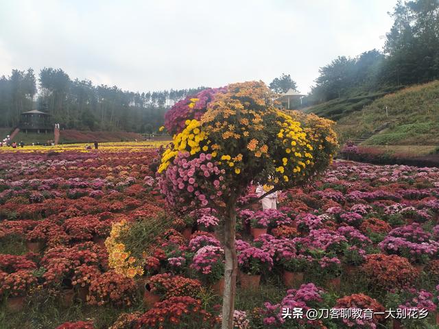 麻城旅游：2025年金秋，麻城五脑山菊花大观园福菊飘香，花海烂漫