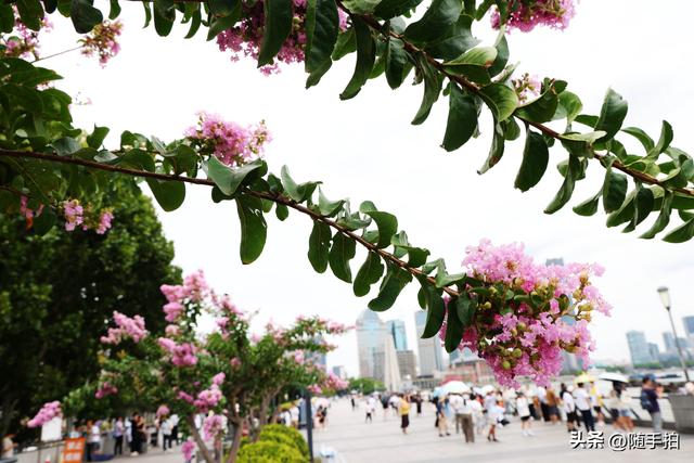 上海外滩观光平台紫薇花盛开，为都市增添一抹亮丽色彩