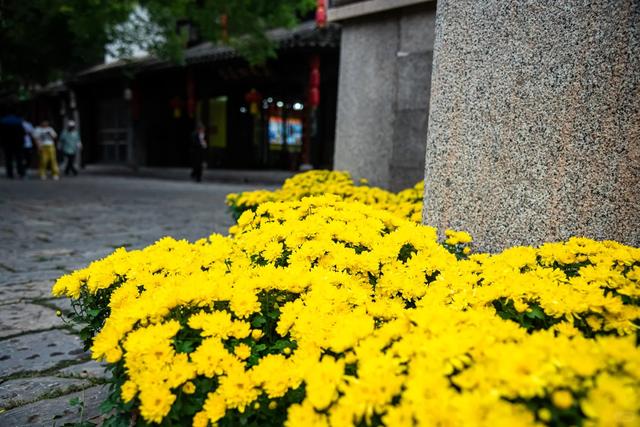 双节限定！菊与古城的千年约会