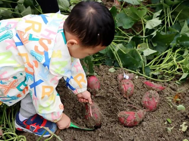 热气球、露营、寻宝……秋假快来金堂这里！