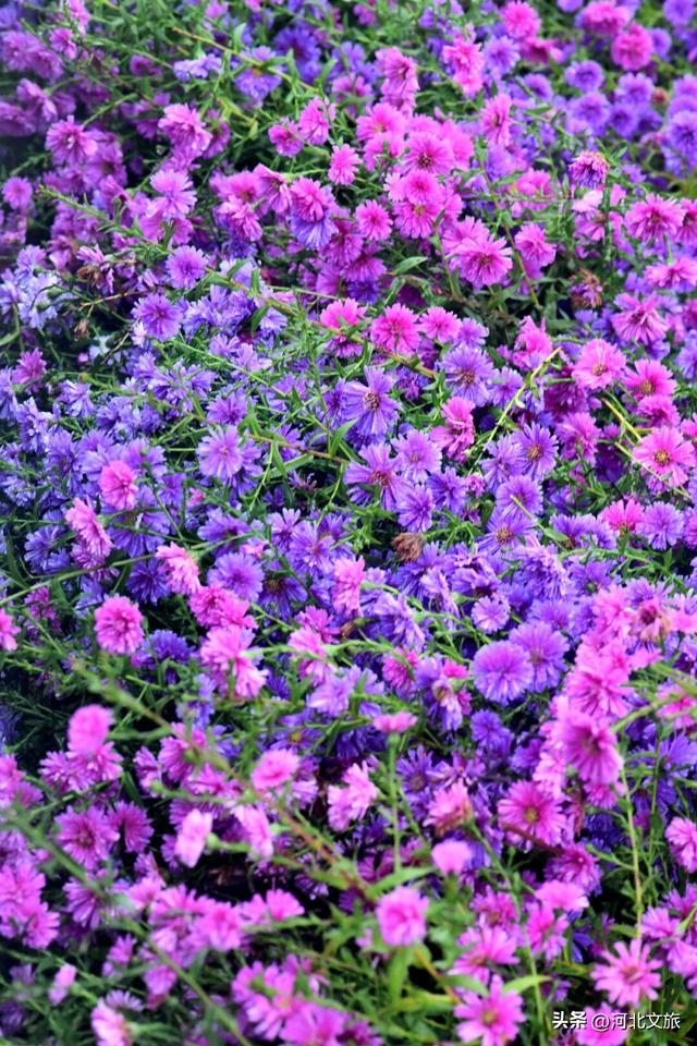 此刻，紫色“花毯”已“铺”好，石家庄市栾城区美成这样……