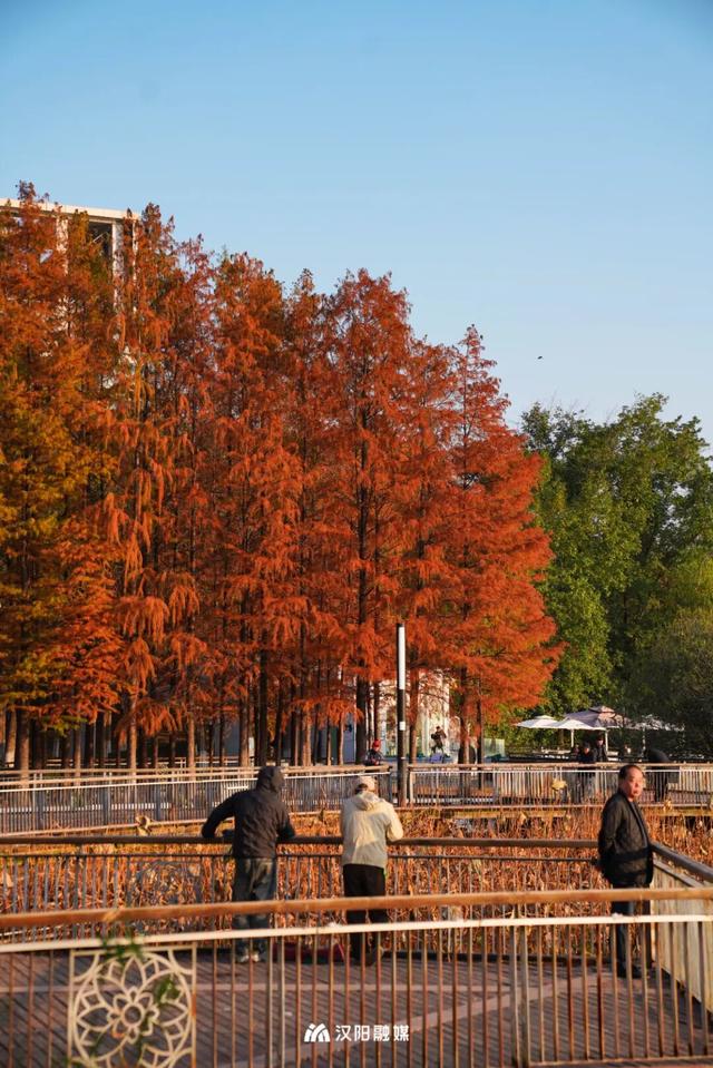 武汉城中心的彩叶秘境，在汉阳藏不住了！