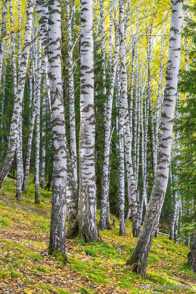 我的阿勒泰之旅（3）