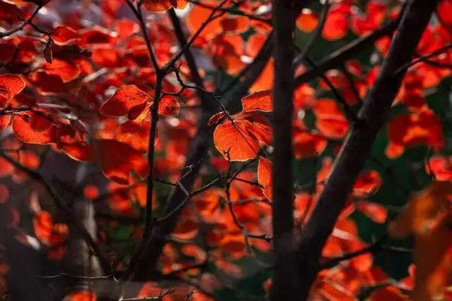 @枣庄人，是时候去这些地方赏红叶啦！