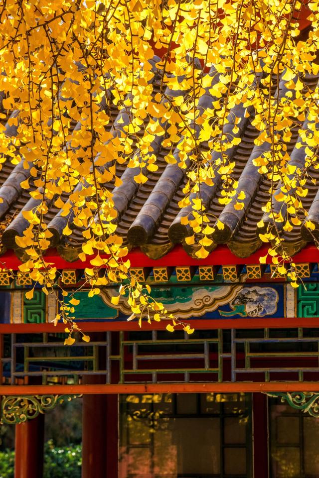 在秋天进故宫前一定要去的地方，中山公园的银杏简直是赏秋圣地