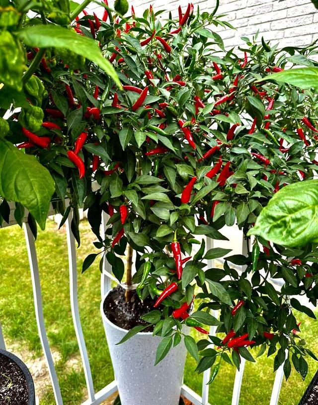 男子因“辣椒当花”引围观，不服来战，网友：小众美被你玩明白了