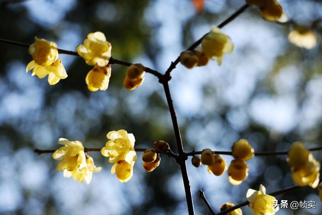 “蜡”么美“蜡”么香，上海公园蜡梅绽放即将迎来盛花期