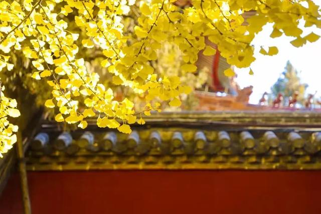 山东：时至初冬，银杏正当时