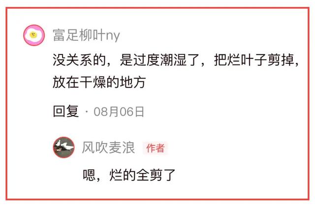 敢不敢来参加头条园艺pk赛