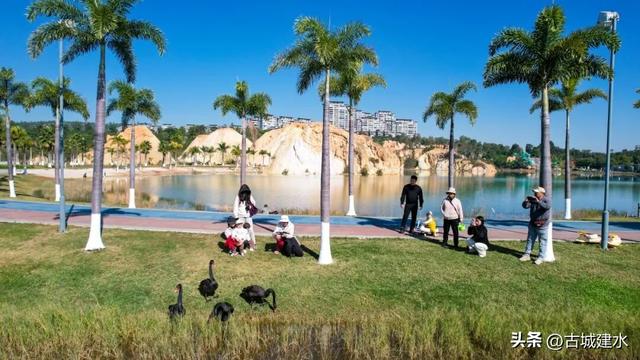 谁懂啊！建水五龙湖新来的黑天鹅，直接美成冬日童话