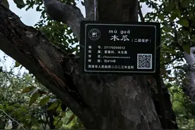 明朝木瓜树 林木“活化石”图片