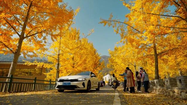 跟着赛事游随县丨大洪山顶级赏秋地更新！银杏最佳观赏期已到！