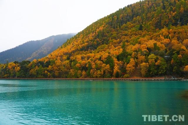 西藏林芝：秋色斑斓 雨落巴松错