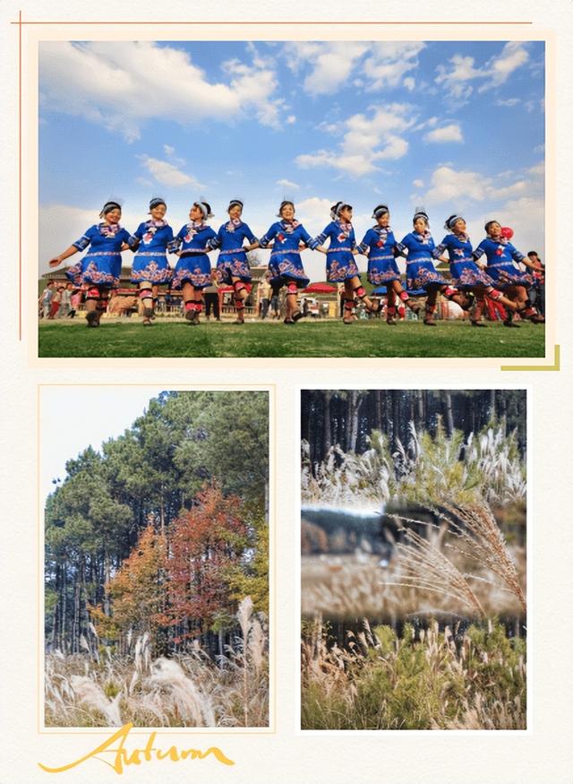 贵阳冬日最神秘的林场！绿野仙踪的尽头，竟藏着一个天空谜题。