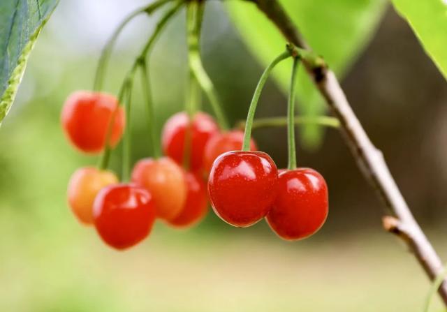 “恩桃儿”熟了!两江新区樱桃进入最佳采摘期,速冲!