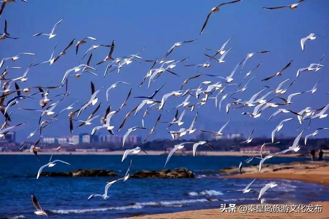央媒瞩目！秦皇岛，这座“掌管”浪漫和治愈的城市！