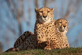 猎豹：非洲最濒危的猫科动物 | 生物多样性百科全书图片