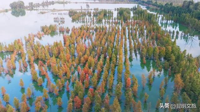 “红”爆！是谁还没有Get昆明的冬天？你知道12月的滇池有多绝？周末冲~