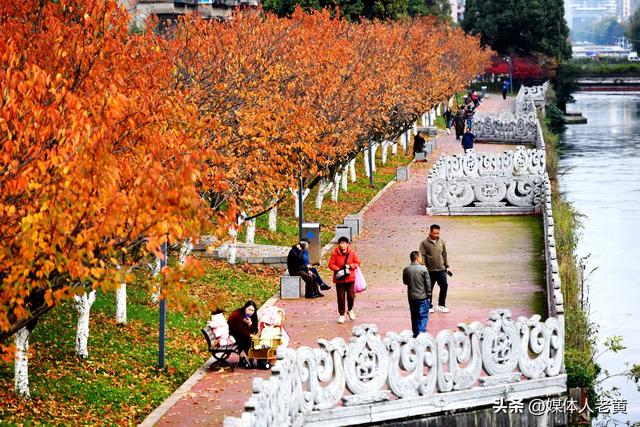 六盘水水城河道两畔初冬樱花红叶层峦叠嶂点亮城市之约