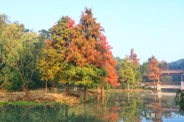 晨光与深呼吸：在同里湿地公园的万步悠然