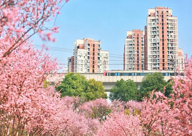 开往春天的列车，发车！这3个地方最出片！