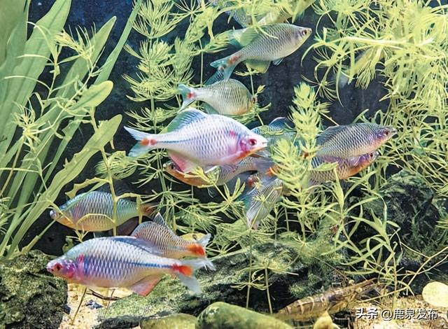 白洋淀水质连续四年保持Ⅲ类