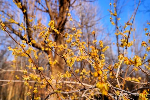 开了！开了！来闻一闻广饶2026年的第一缕花香！