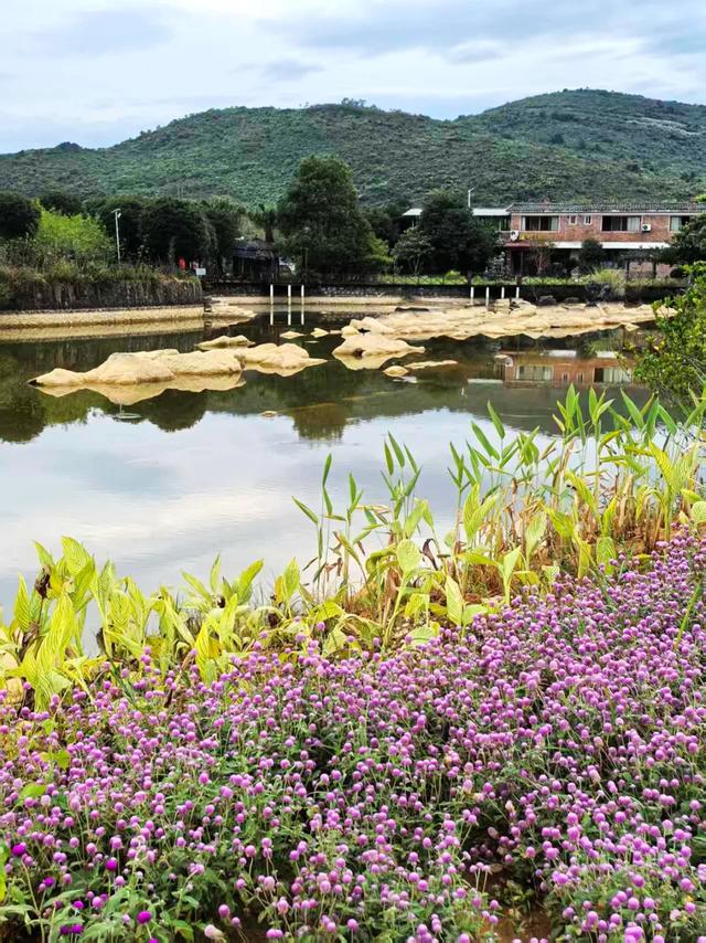 桂林：漓畔花海莲花源！