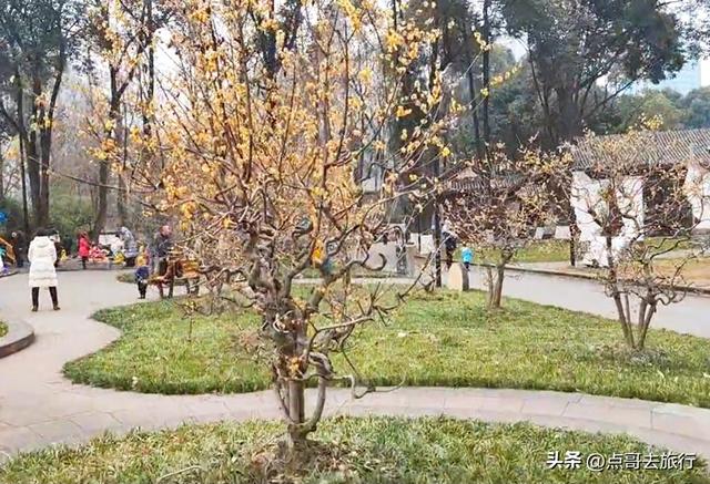成都超大规模腊梅花，30000余株，不要门票，百年老桩更是惊艳！