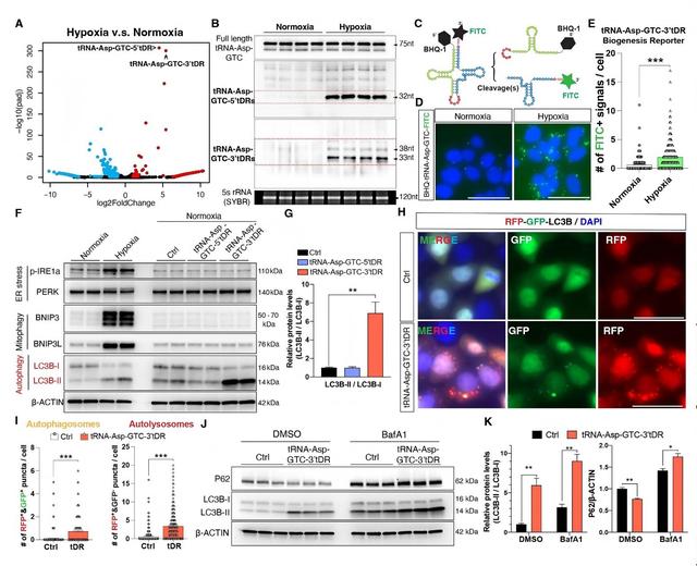 《Science》发文！北京中医药大学东方医院医师参与研究，发现肾脏保护的“新钥匙”