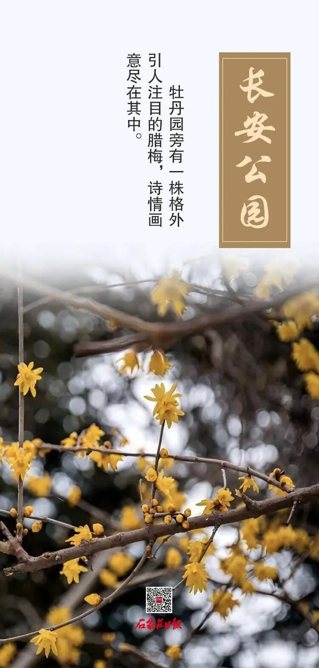 错过等一年！咱石家庄的蜡梅开啦~（附赏花点）