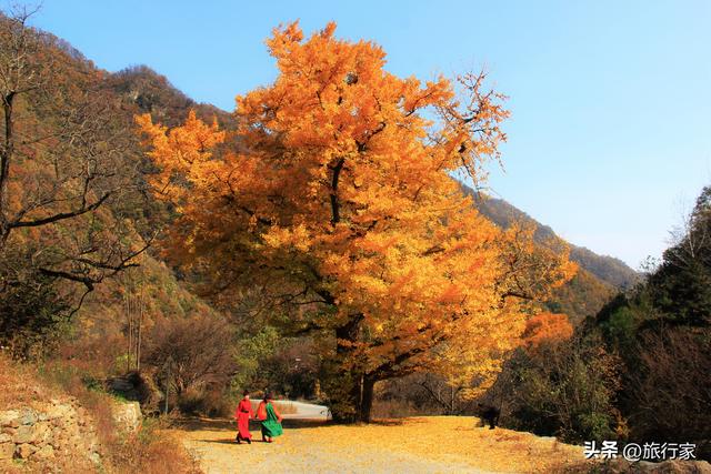 独一无二的地方：银杏秘境 地理大观 禅修胜地 养生天堂