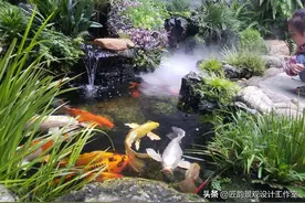 鱼池到底做多深？这篇文章告诉你图片